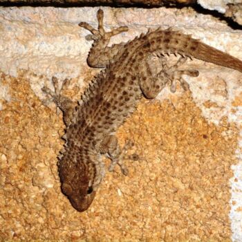 "gecko.jpg" başlıklı Fotoğraf Manu Surreabulliste tarafından, Orijinal sanat