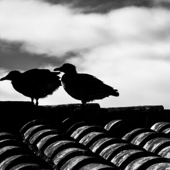Fotografia intitulada "Pájaros" por Manuel Sáez, Obras de arte originais, Fotografia digital
