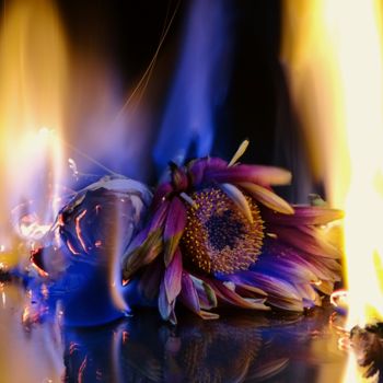 Photography titled "Fiery flowers" by Manuel Panìco, Original Artwork, Non Manipulated Photography