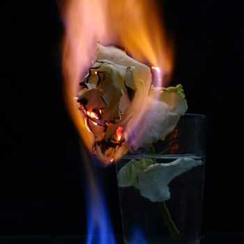 Photography titled "Fire on a rose" by Manuel Panìco, Original Artwork, Non Manipulated Photography