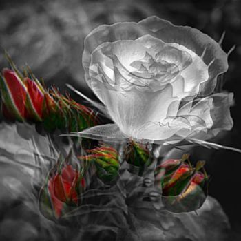 Photographie intitulée "Photo de rose à ma…" par Florence Castelli  Flofloyd, Œuvre d'art originale
