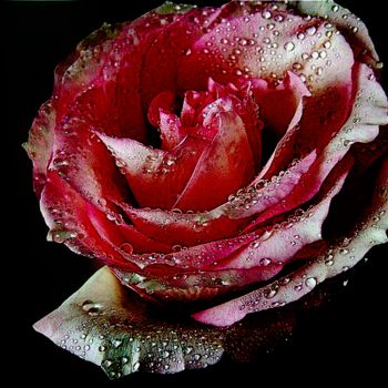 Photographie intitulée "Photo de rose refai…" par Florence Castelli  Flofloyd, Œuvre d'art originale