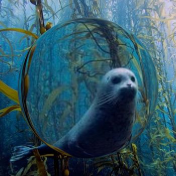 Photographie intitulée "Photo de phoque à m…" par Florence Castelli  Flofloyd, Œuvre d'art originale