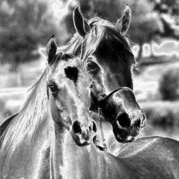 Fotografie getiteld "Photo de chevaux re…" door Florence Castelli  Flofloyd, Origineel Kunstwerk