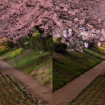 Photographie intitulée "Photo de chemin fle…" par Florence Castelli  Flofloyd, Œuvre d'art originale