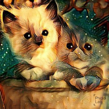 Photography titled "Photo de chats comm…" by Florence Castelli  Flofloyd, Original Artwork