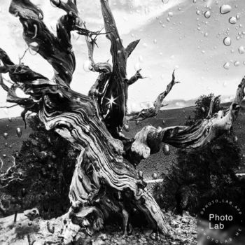 Φωτογραφία με τίτλο "Le tronc d'arbre" από Florence Castelli  Flofloyd, Αυθεντικά έργα τέχνης