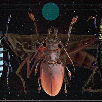 Artes digitais intitulada "Insectes" por Marc Bulyss, Obras de arte originais, Trabalho Digital 2D
