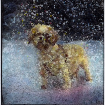 Photography titled "Snow dog - 1/7" by Marc Paraskeva, Original Artwork, Analog photography Mounted on Cardboard