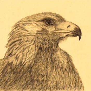 Dessin intitulée "Golden Eagle" par Marcurell, Œuvre d'art originale, Autre