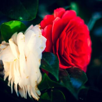 Photographie intitulée "Duo de roses" par Marevann, Œuvre d'art originale, Photographie numérique