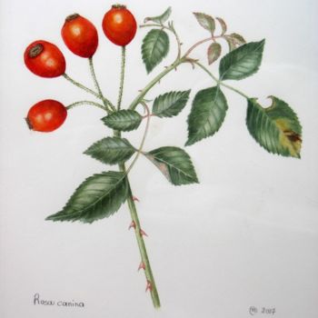 Painting titled "ROSA CANINA" by Margherita Cavassa, Original Artwork