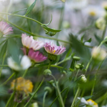Fotografía titulada "Flowers in spring" por Maria Isabel Gaytan, Obra de arte original, Fotografía digital