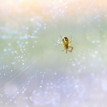 Fotografie getiteld "Spider weaving" door Maria Isabel Gaytan, Origineel Kunstwerk, Digitale fotografie
