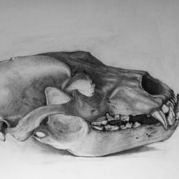 Peinture intitulée "Skull" par Maria-Ksenia Levin, Œuvre d'art originale, Crayon