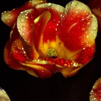 Photography titled "tulip.jpg" by Maria Mucharska, Original Artwork