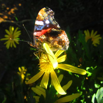 Φωτογραφία με τίτλο "Ballerina butterfly" από Athenslight, Αυθεντικά έργα τέχνης