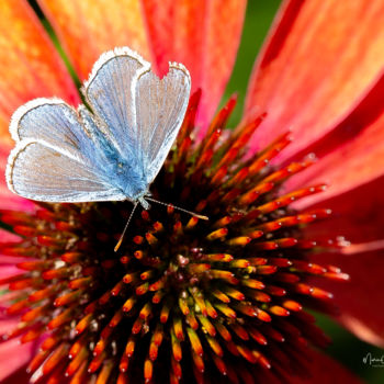 Photographie intitulée "Beau papillon bleu" par Marie-Elise Mathieu, Œuvre d'art originale, Photographie numérique