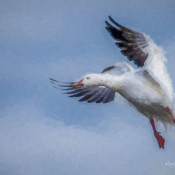 Photography titled "Oie des neiges" by Marie-Elise Mathieu, Original Artwork, Digital Photography