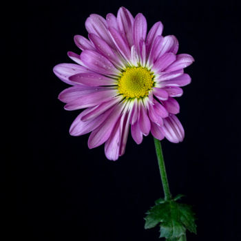 Photographie intitulée "Chrysanthème" par Marie-Elise Mathieu, Œuvre d'art originale, Photographie numérique