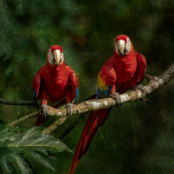 Photography titled "Ara du Costa Rica" by Marie-Elise Mathieu, Original Artwork, Manipulated Photography