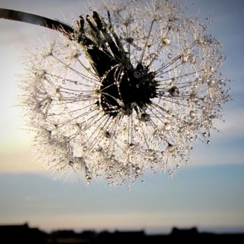 Photographie intitulée "Perles de rosée" par Marie-France Berthelé, Œuvre d'art originale, Photographie numérique