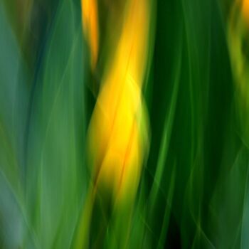 摄影 标题为“Jaune Tulipe - Abst…” 由Marie Marlène Mahalatchimy, 原创艺术品, 非操纵摄影