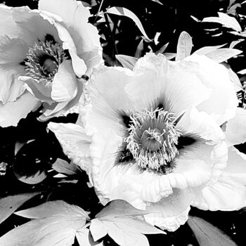 Fotografie mit dem Titel "Zwei exotische Rose…" von Marie T., Original-Kunstwerk, Fotomontage