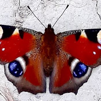 Photography titled "Nature, Butterfly,…" by Marija Sviličić, Original Artwork, Non Manipulated Photography