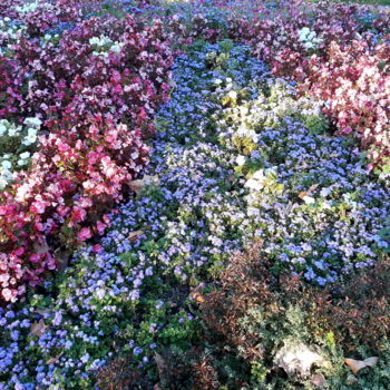 Fotografia zatytułowany „Flower motif - Gard…” autorstwa Marija Sviličić, Oryginalna praca, Fotografia cyfrowa