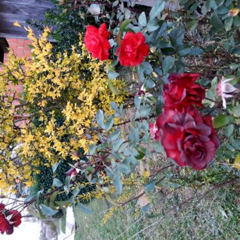 Fotografia zatytułowany „Nature Flower - Gar…” autorstwa Marija Sviličić, Oryginalna praca, Fotografia nie manipulowana