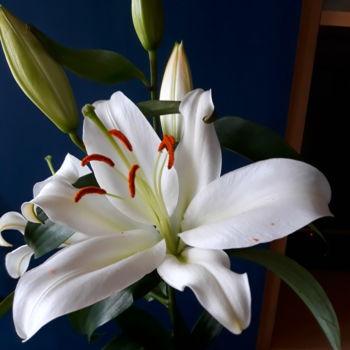 Фотография под названием "Flower - Lilium, Ph…" - Marija Sviličić, Подлинное произведение искусства, Не манипулируемая фотог…