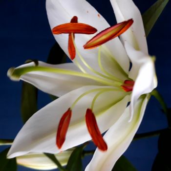 Fotografie mit dem Titel "Flower motif - Lili…" von Marija Sviličić, Original-Kunstwerk, Nicht bearbeitete Fotografie
