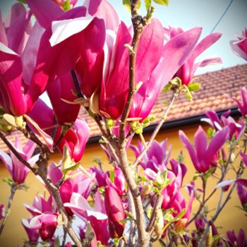Fotografie getiteld "magnolija- proljetn…" door Marija Sviličić, Origineel Kunstwerk