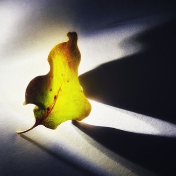 Photography titled "Leaf" by Marina Kurnysh, Original Artwork, Non Manipulated Photography