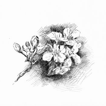 Desenho intitulada "Blooming apple tree" por Marina Tereshkina, Obras de arte originais, Tinta