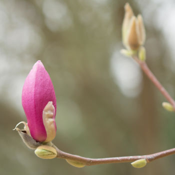 Photography titled "Magnolia" by Marine Lacaton, Original Artwork, Digital Photography