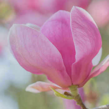 Photographie intitulée "Ouverture de Fleur…" par Marine Lacaton, Œuvre d'art originale, Photographie numérique