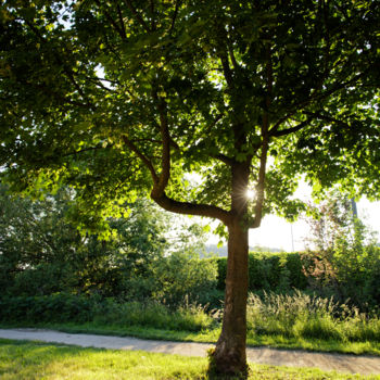 Photographie intitulée "Arbres et Soleil -…" par Marine Lacaton, Œuvre d'art originale, Photographie numérique