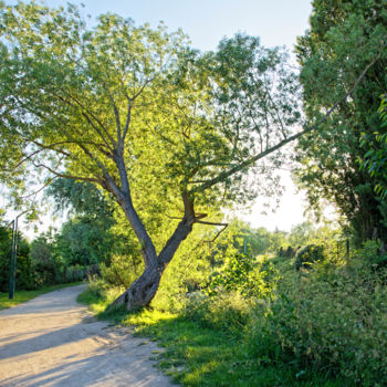 Photographie intitulée "Arbres et Soleil -…" par Marine Lacaton, Œuvre d'art originale, Photographie numérique