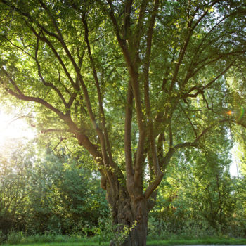 Photographie intitulée "Arbres et Soleil -…" par Marine Lacaton, Œuvre d'art originale, Photographie numérique