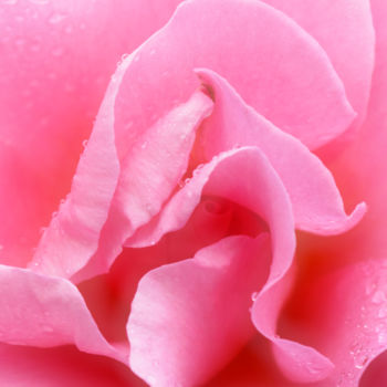 Фотография под названием "Coeur de Rose" - Marine Lacaton, Подлинное произведение искусства, Цифровая фотография