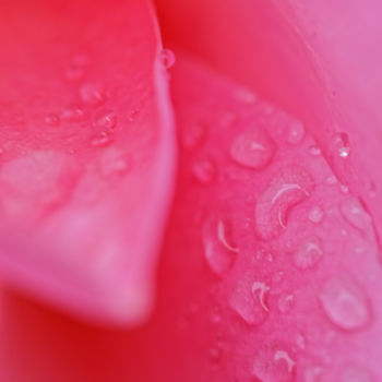 Photographie intitulée "Gouttes sur Rose" par Marine Lacaton, Œuvre d'art originale, Photographie numérique