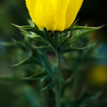 Photography titled "Little Poppy" by Mario Morales Rubí, Original Artwork