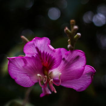 Photography titled "Purple Ebony" by Mario Morales Rubí, Original Artwork