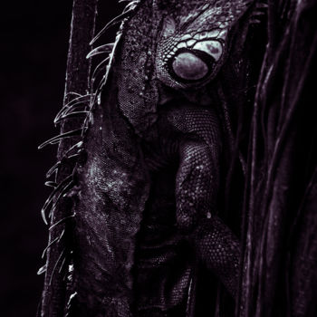 Photography titled "Black Ctenosaur" by Mario Morales Rubí, Original Artwork