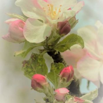 Photography titled "Souvenir de Fleurs" by Eleonore & Mario, Original Artwork, Manipulated Photography