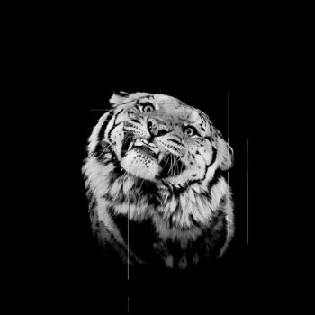 Arts numériques intitulée "Tiger" par Mama, Œuvre d'art originale, Peinture numérique