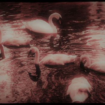 Photographie intitulée "Le ballet des cygnes" par Marion Kormann, Œuvre d'art originale