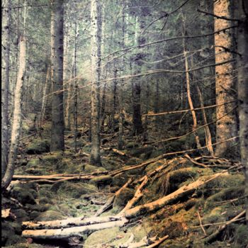 Fotografía titulada "Forêt Sixt-Fer- à-C…" por Marion Kormann, Obra de arte original
